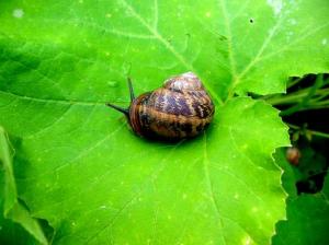 Cassolette d'escargots au Macvin