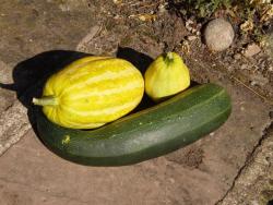 Flan aux courgettes
