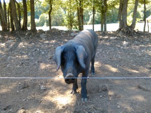 Un charmant animal